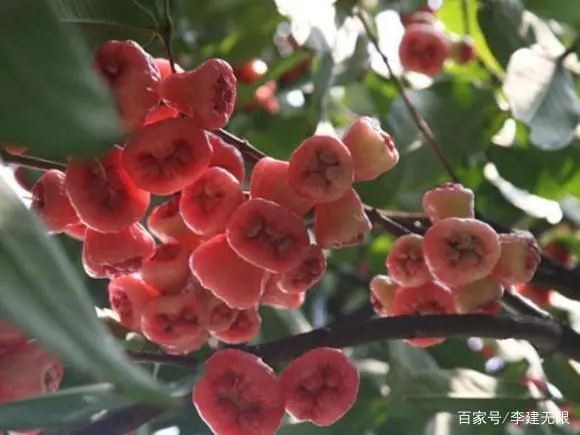 莲雾的种植技术_莲雾种子怎么种植视频_莲雾种植过程