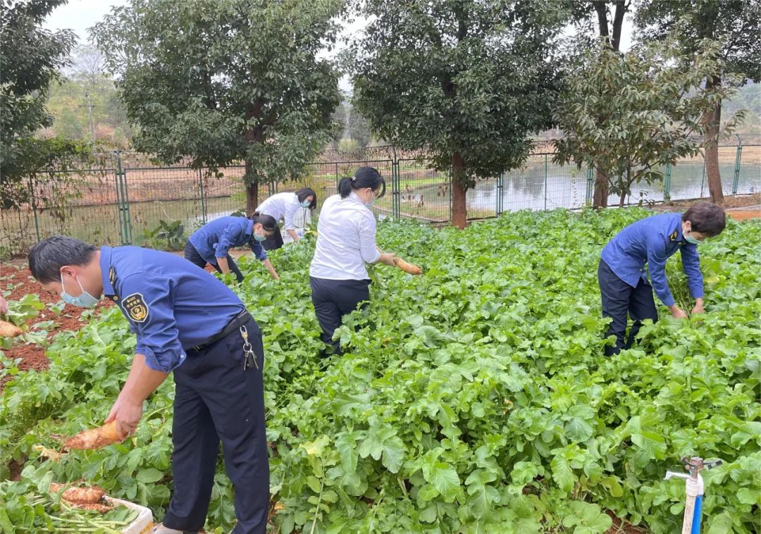 湖南种植作物_湖南种植什么最赚钱_湖南种植致富故事