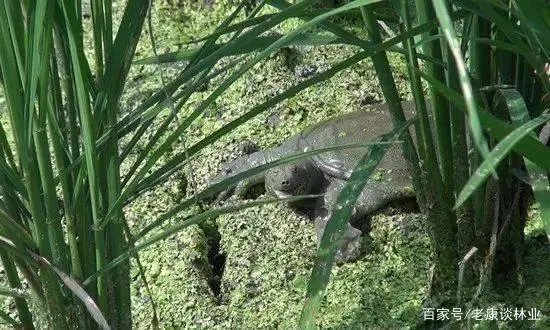 稻田养殖中华鳖，要选好水稻品种，还要做好田间管理和生产模式