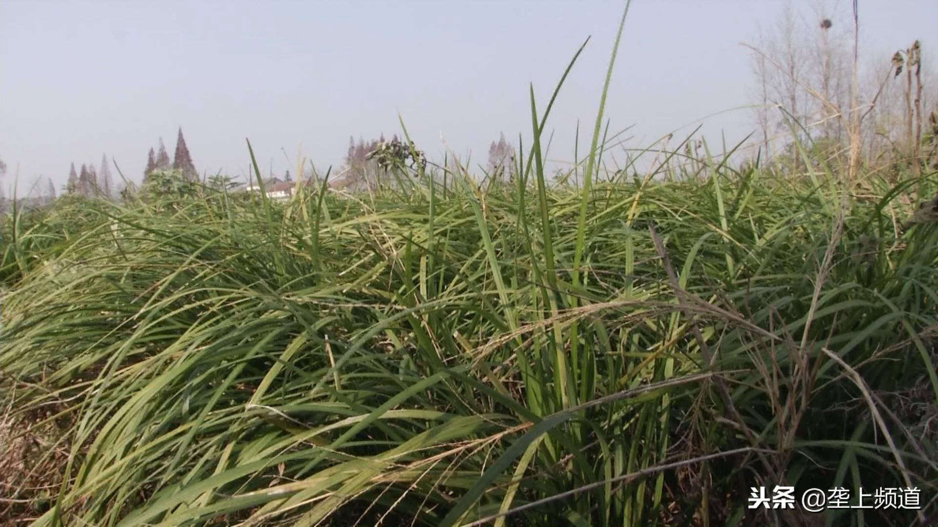 湖北荆州有什么致富项目_荆州种植致富_湖北荆州蔬菜种植基地