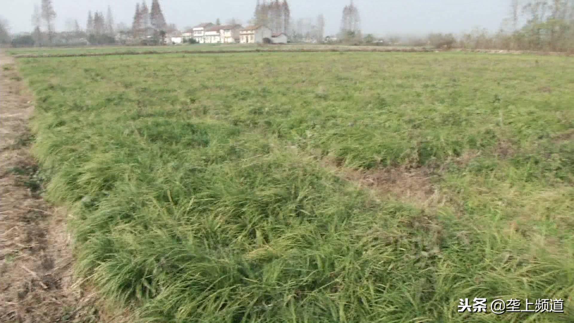 湖北荆州有什么致富项目_湖北荆州蔬菜种植基地_荆州种植致富