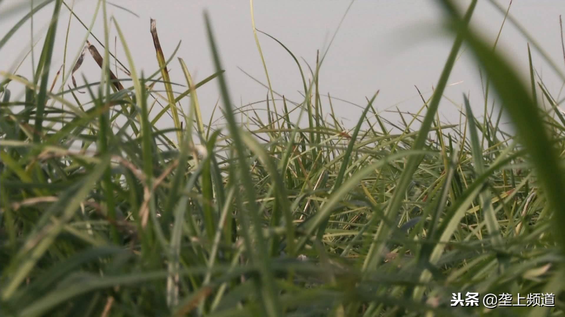 荆州种植致富_湖北荆州有什么致富项目_湖北荆州蔬菜种植基地