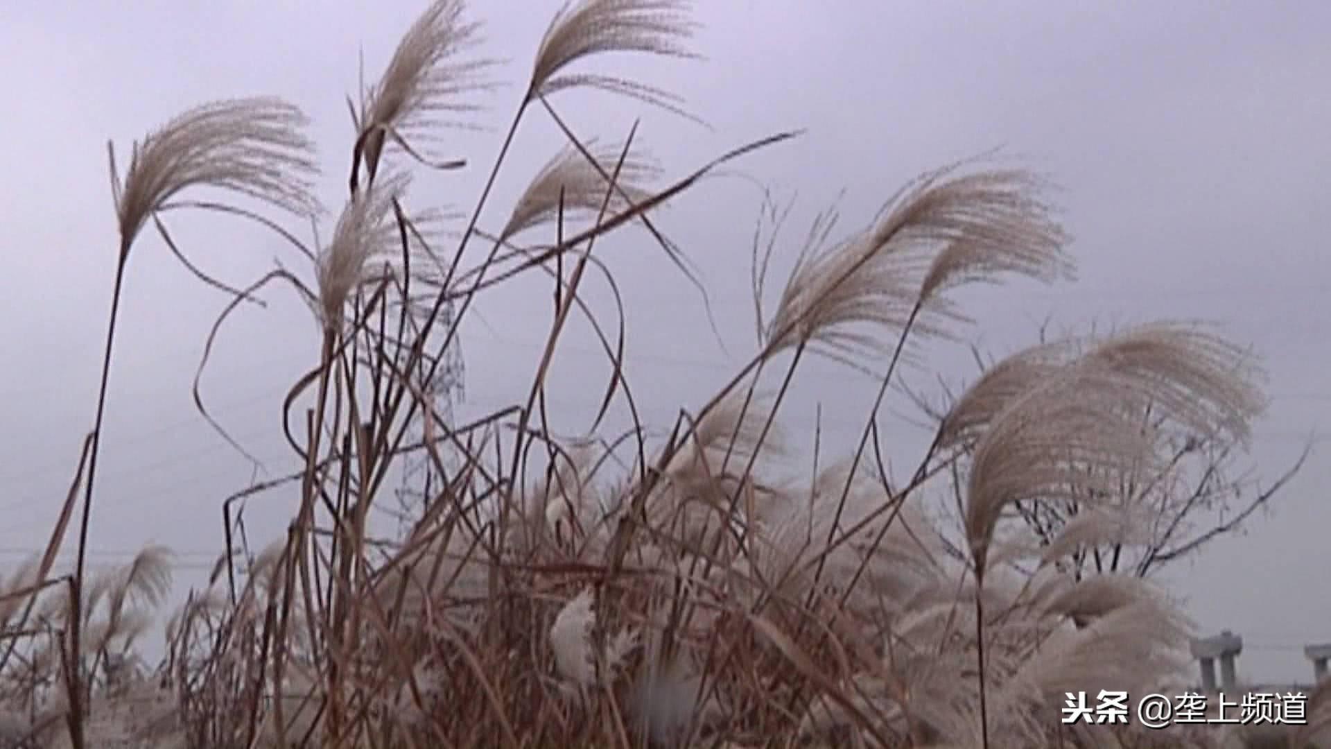 荆州种植致富_湖北荆州蔬菜种植基地_湖北荆州有什么致富项目