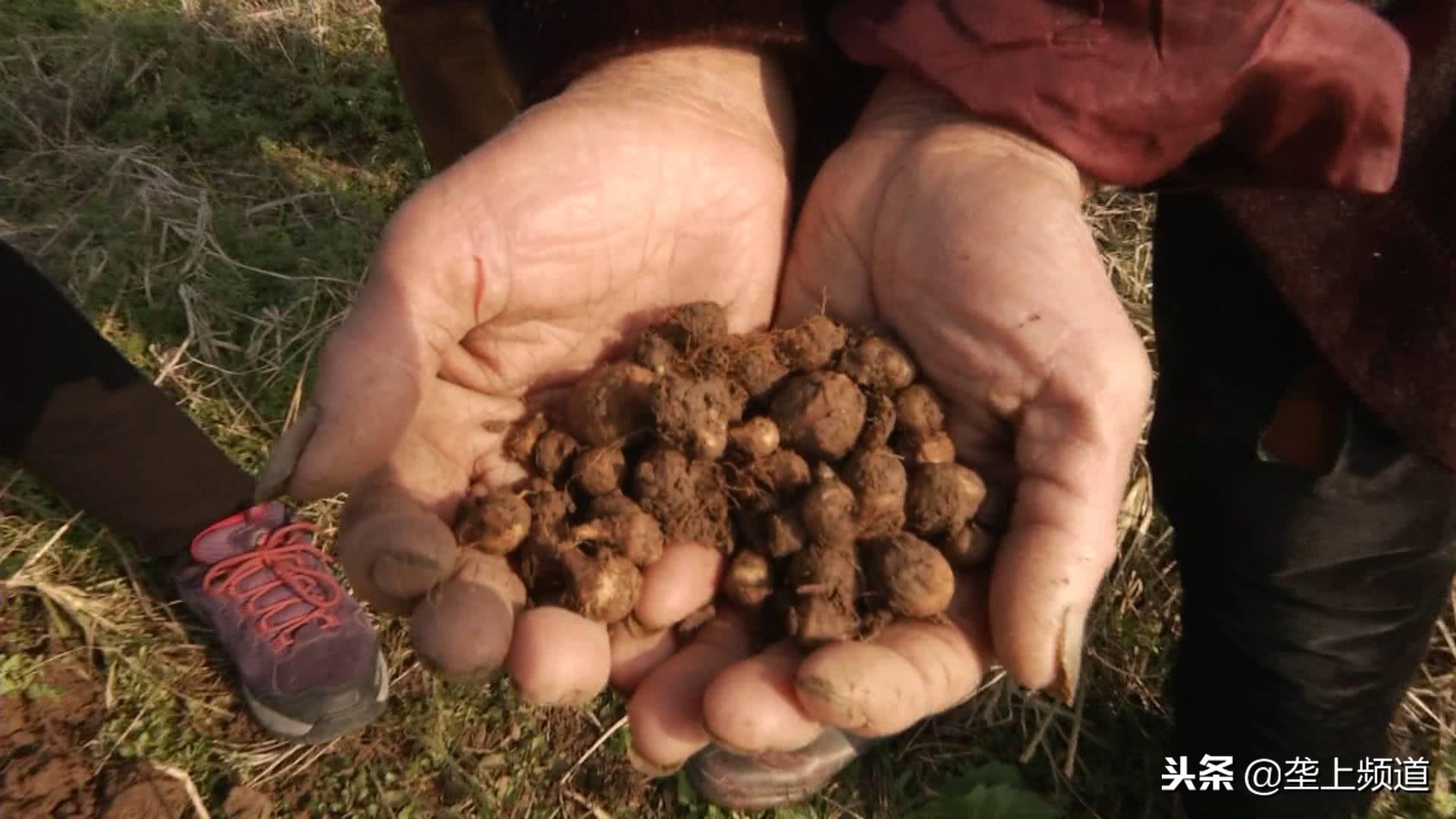 湖北荆州蔬菜种植基地_湖北荆州有什么致富项目_荆州种植致富