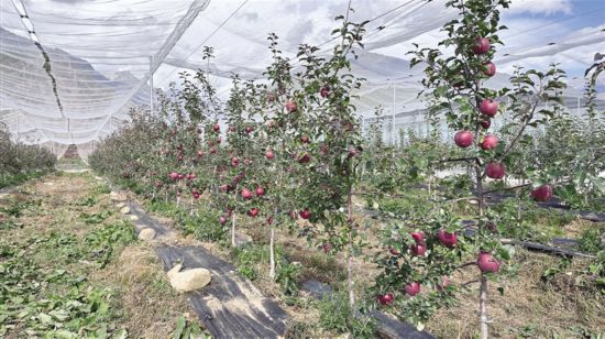 致富苹果种植方法_高效种植苹果视频_种植苹果的方法