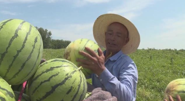 湖北荆州适合种植什么经济作物_荆州种植致富_湖北荆州有什么致富项目