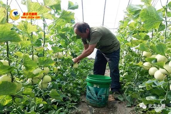 种植甜瓜技术要点_种植甜瓜技术要求_甜瓜的种植技术