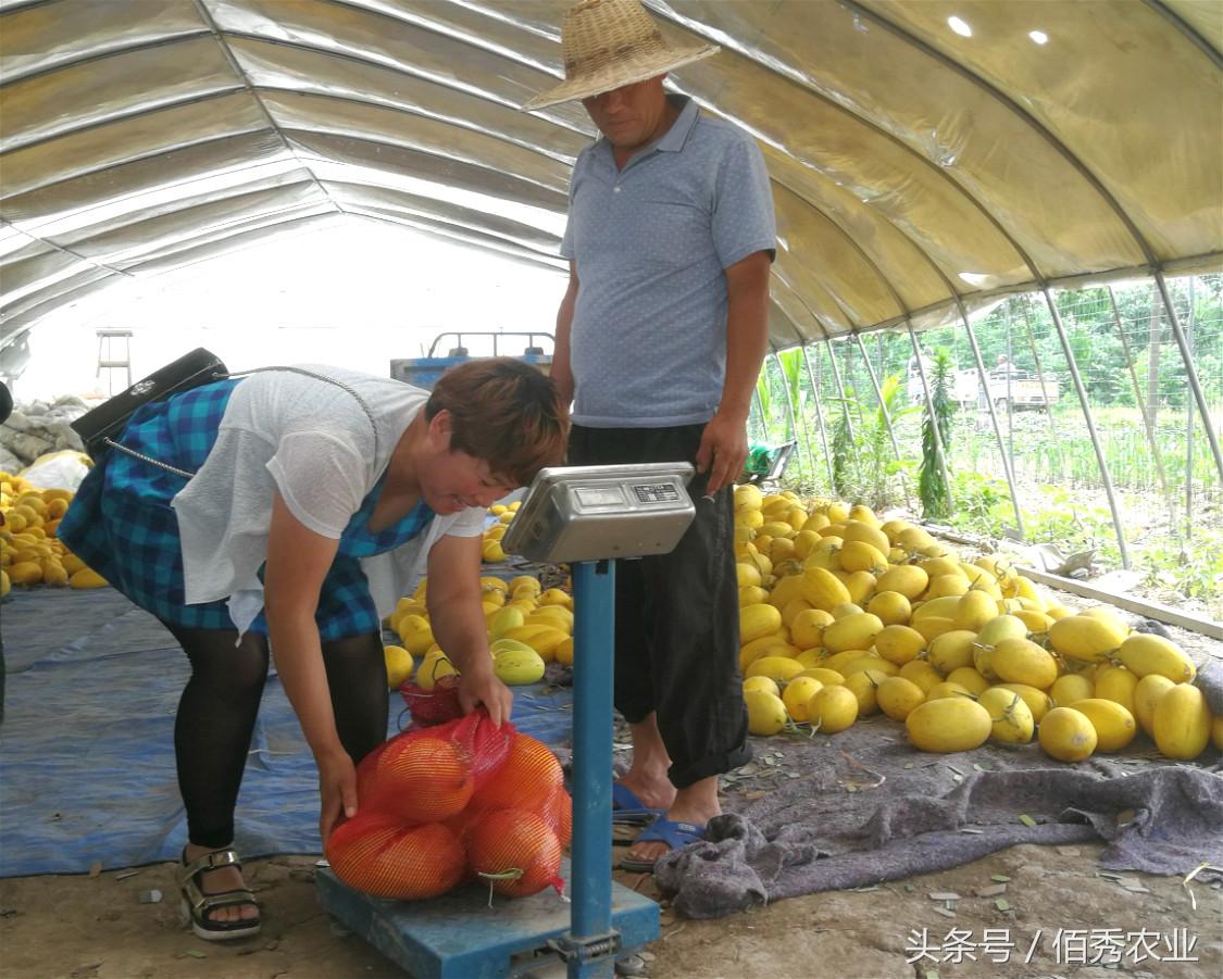 海南种哈密瓜成本怎么样_海南哈密爪种植技术_海南哈密瓜栽培技术