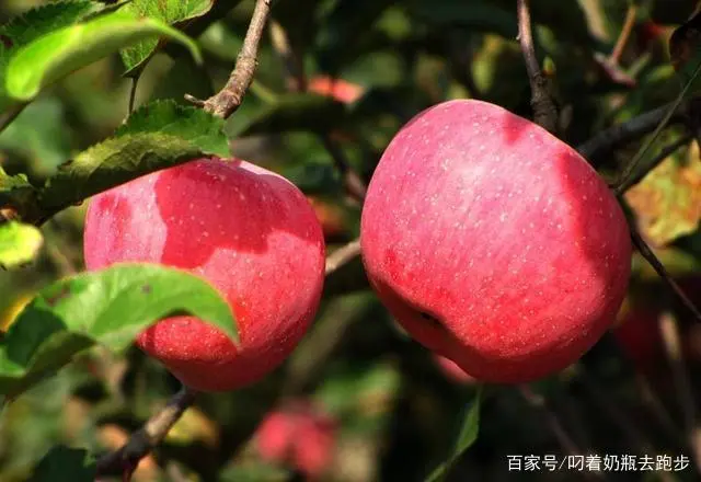 致富苹果种植方法_种植苹果的方法_高效种植苹果视频