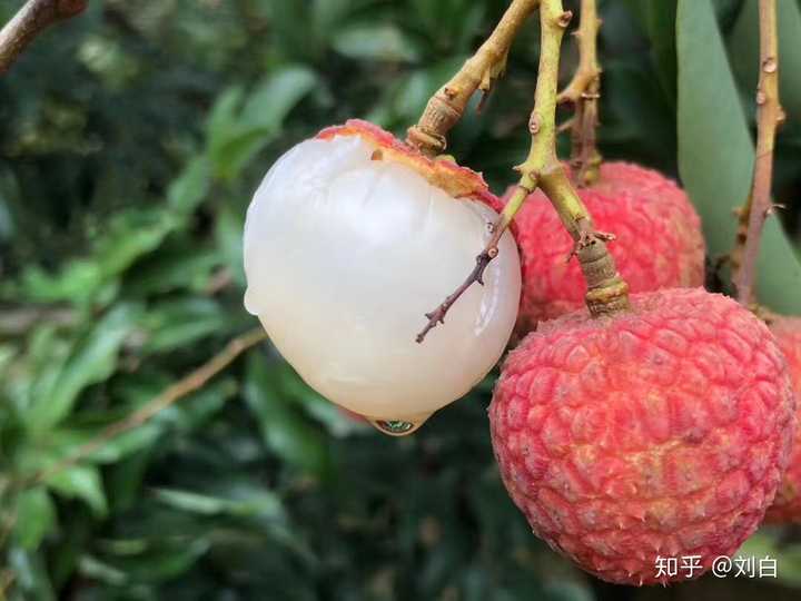 种植荔枝技术总结报告_种植荔枝技术与管理_荔枝  种植技术