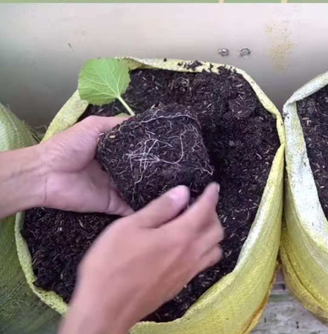 海南哈密爪种植技术_海南种哈密瓜第二季最怕什么_海南哈密瓜栽培技术