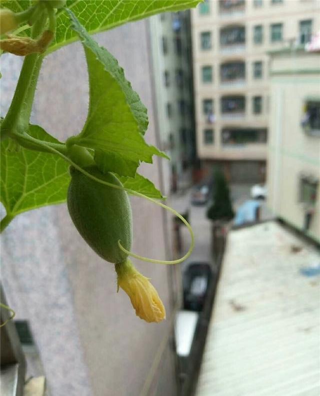 海南哈密爪种植技术_海南哈密瓜栽培技术_海南种哈密瓜第二季最怕什么