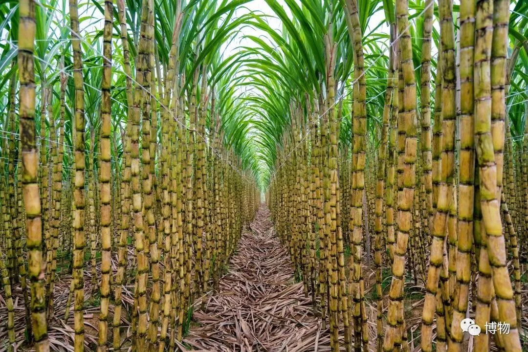 枣种植条件_南方枣种植致富_致富枣南方种植时间