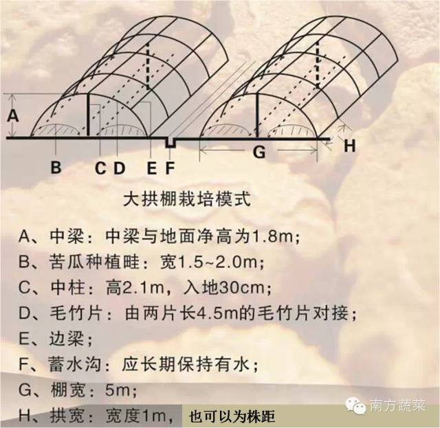 苦瓜种植法_苦瓜种植技术大全_苦瓜种植大全技术图解