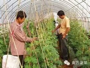 苦瓜种植大全技术图解_苦瓜种植技术大全_苦瓜种植法