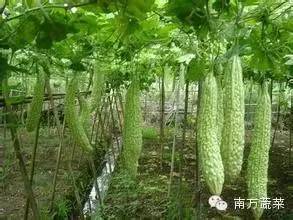 苦瓜种植技术大全_苦瓜种植法_苦瓜种植大全技术图解