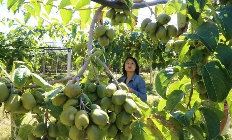 适合南方种植的枣树品种_南方枣种植致富_枣种植条件