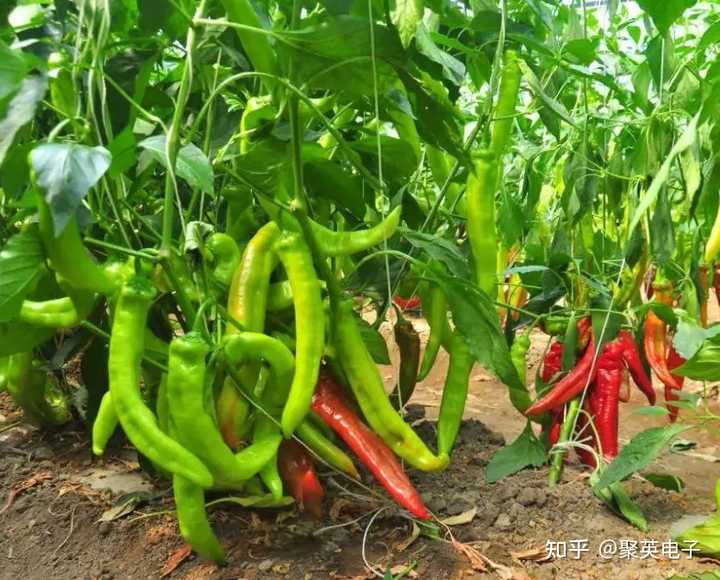如何在温室大棚中种植甜椒？