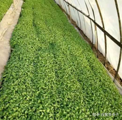 辣椒致富经_辣椒种植效益_农业致富辣椒种植