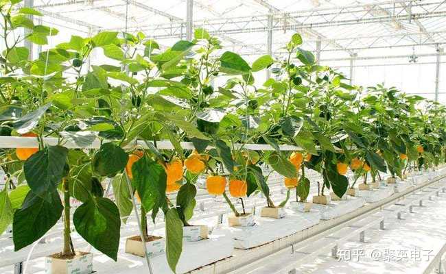 辣椒种植效益_农业致富辣椒种植_辣椒致富经
