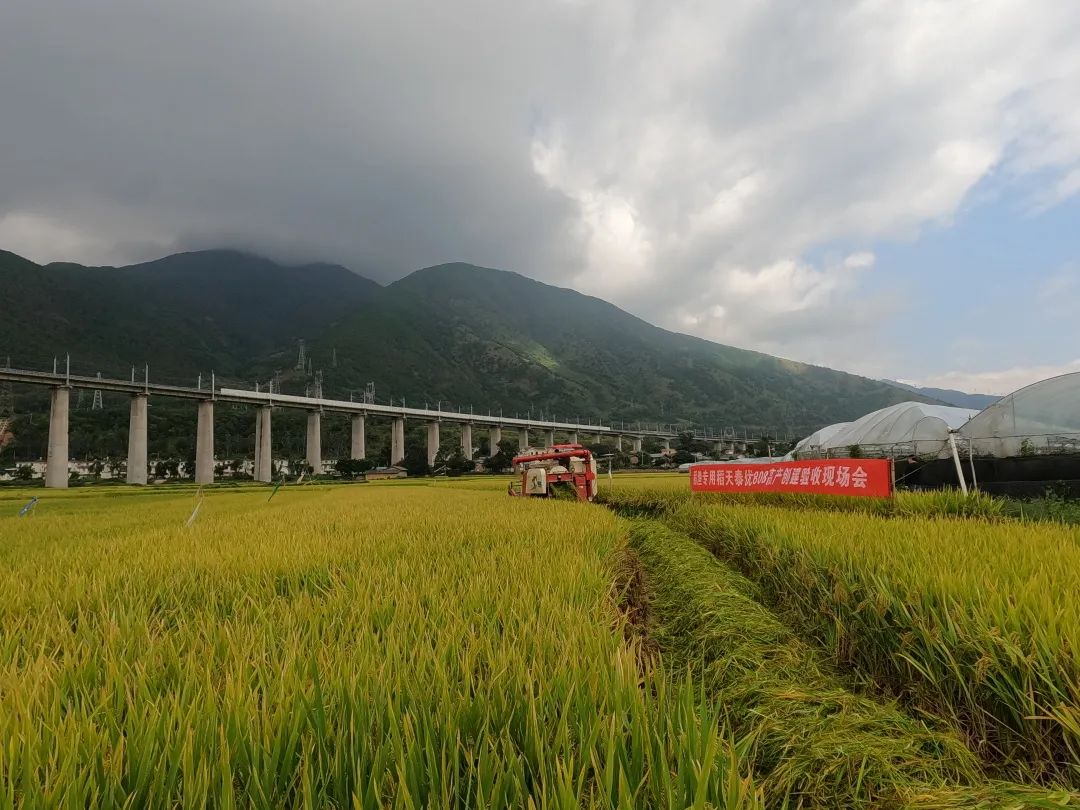 致富稻种植方法有哪些_致富经水稻_致富稻种植方法