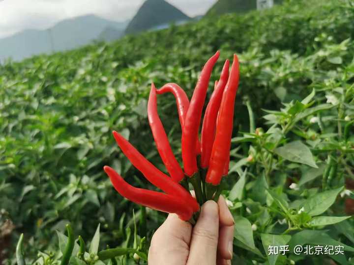 辣椒种植赚钱吗_辣椒种植效益_农业致富辣椒种植