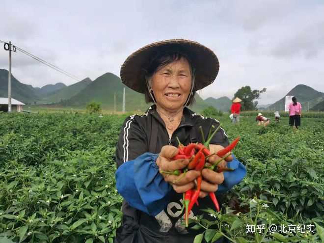 农业致富辣椒种植_辣椒种植效益_辣椒种植赚钱吗