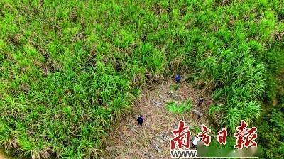 种植甘蔗致富项目_致富甘蔗种植项目简介_致富甘蔗种植项目介绍