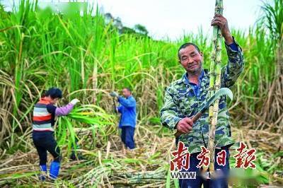 种植甘蔗致富项目_致富甘蔗种植项目简介_致富甘蔗种植项目介绍