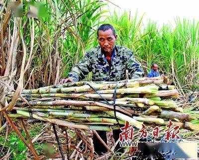 致富甘蔗种植项目简介_致富甘蔗种植项目介绍_种植甘蔗致富项目