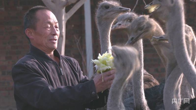 原标题：乡村振兴“新”面貌丨特色养殖“鸵”起致富路