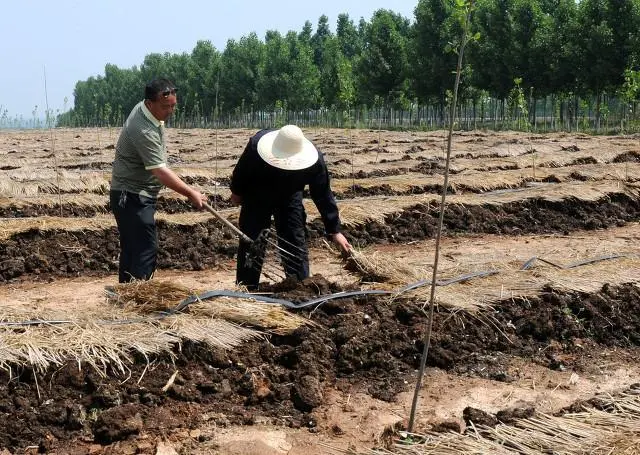 地龙养殖技术与利润_夏季地龙养殖致富_致富夏季养殖地龙视频