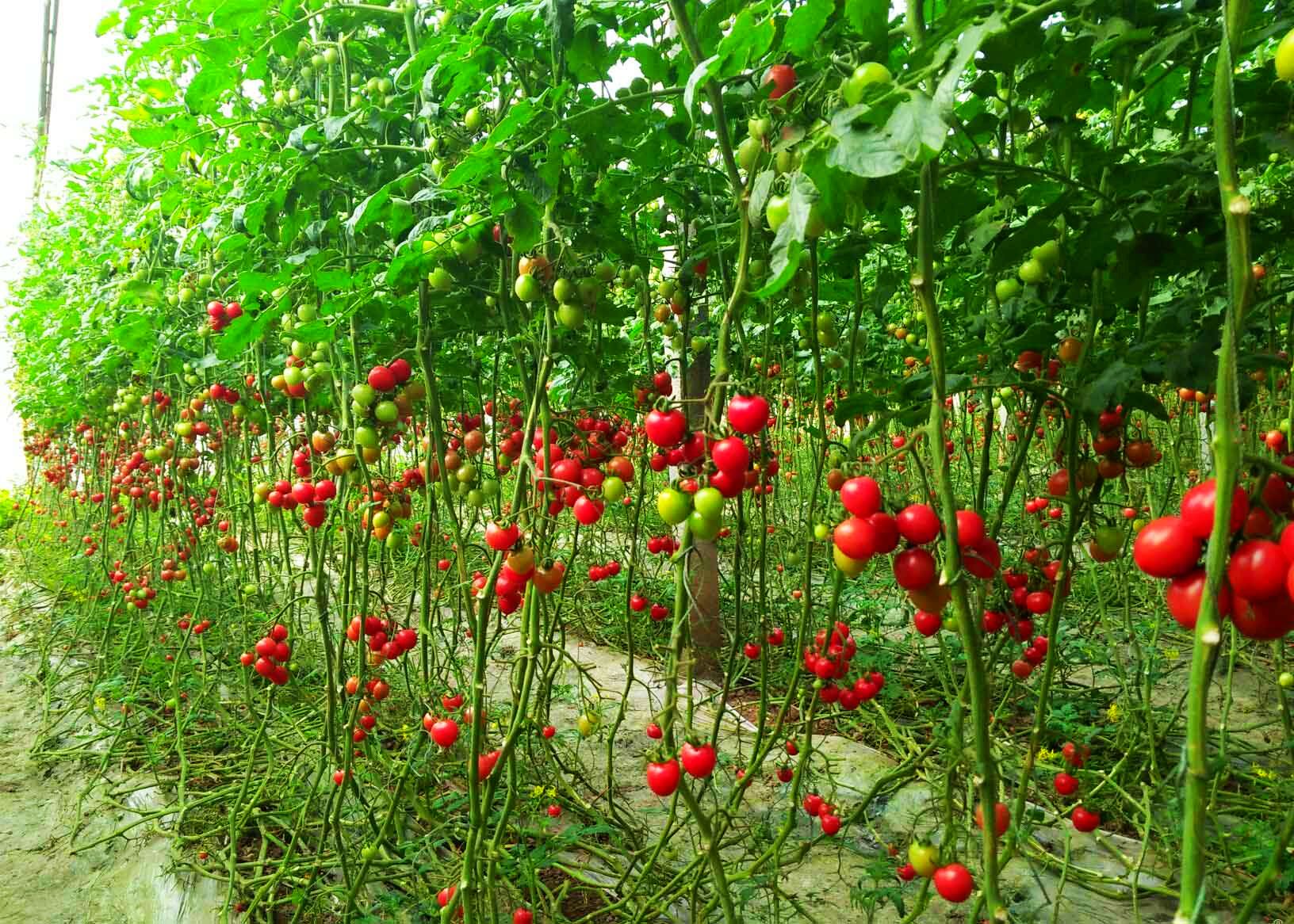 种植致富宝典_致富经种植粉根_粉树根机器挣钱吗