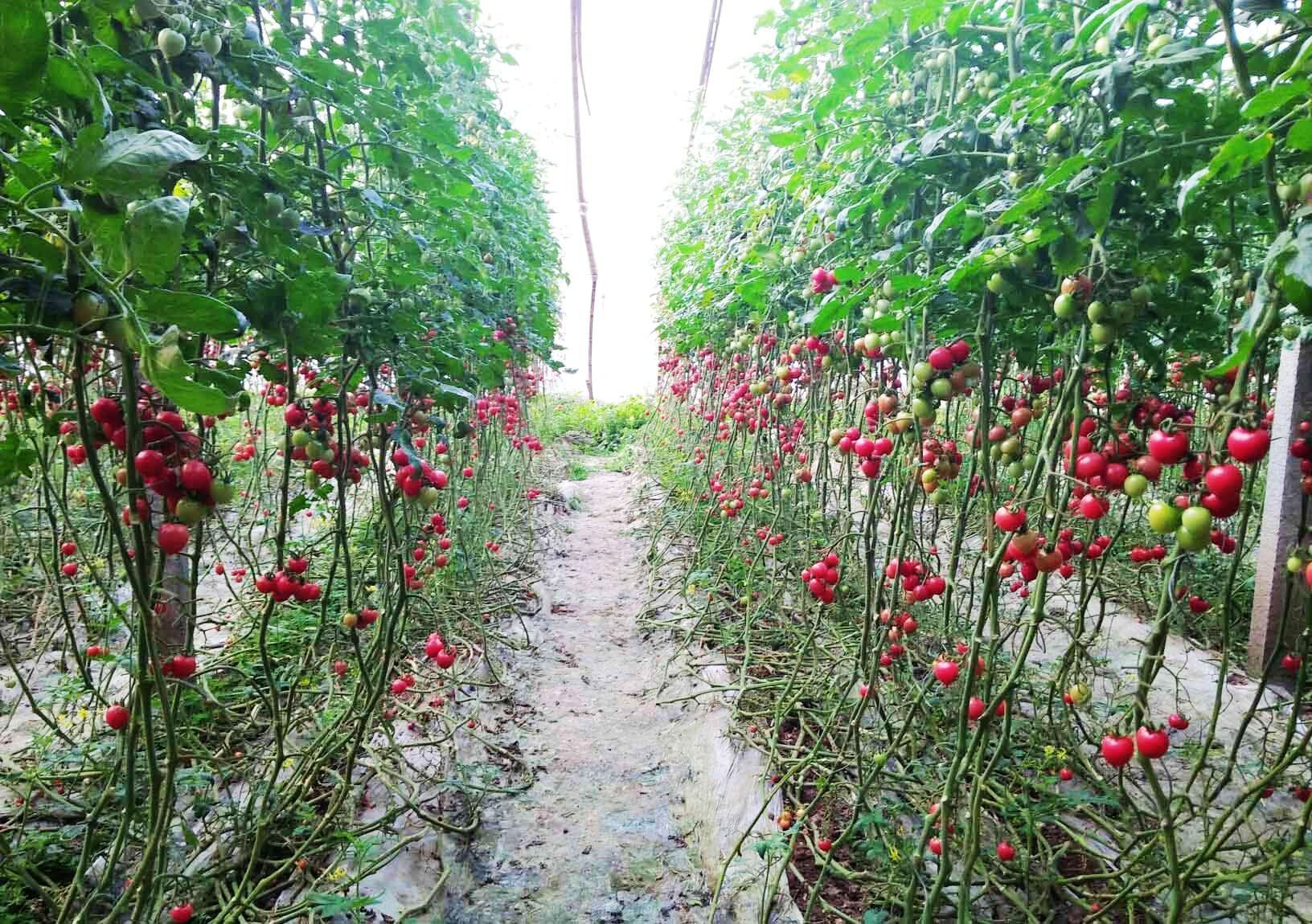 种植致富宝典_致富经种植粉根_粉树根机器挣钱吗