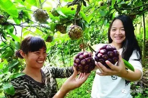 致富经种植粉根_村民种植黑皮冬瓜致富_科学种植致富100例