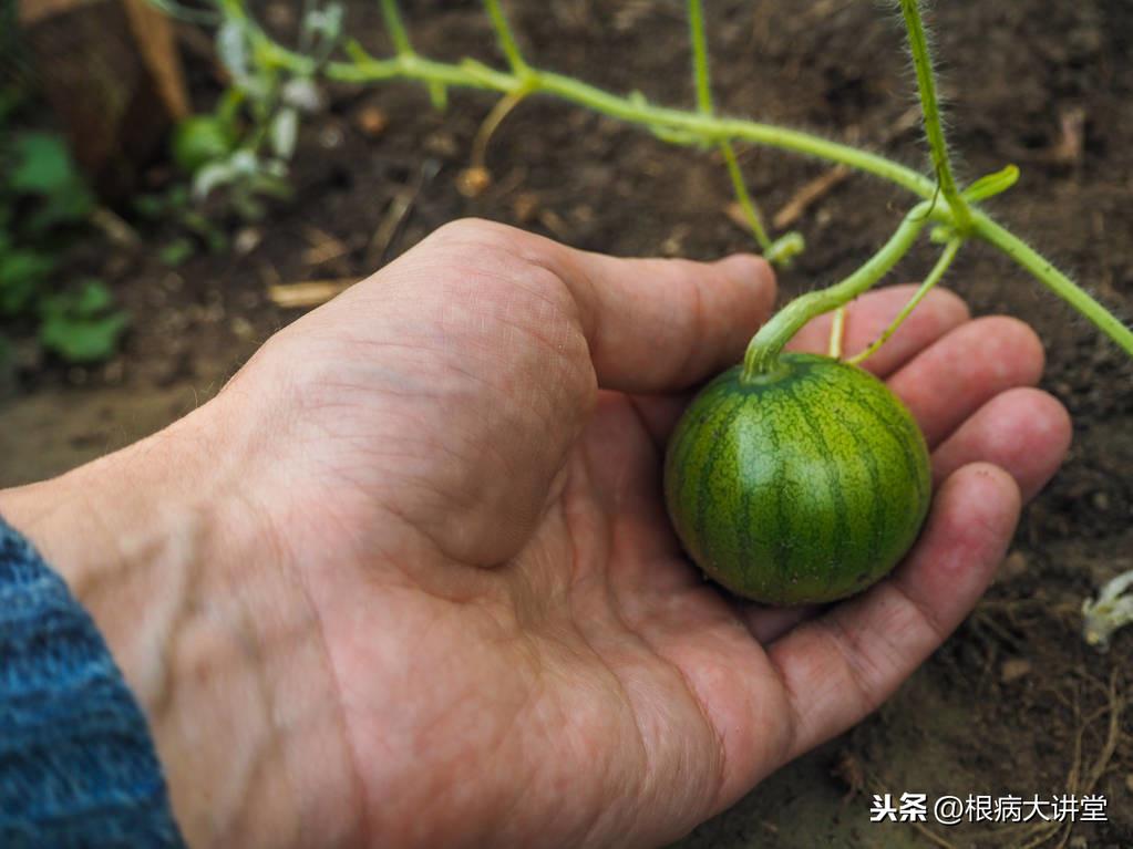 西瓜高产种植技术视频教程_西瓜高产种植技术视频_西瓜高产种植技术