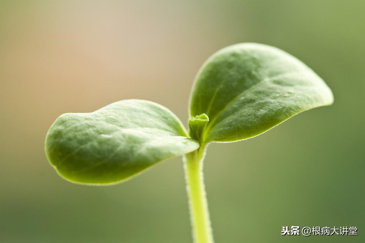 西瓜高产种植技术视频教程_西瓜高产种植技术_西瓜高产种植技术视频