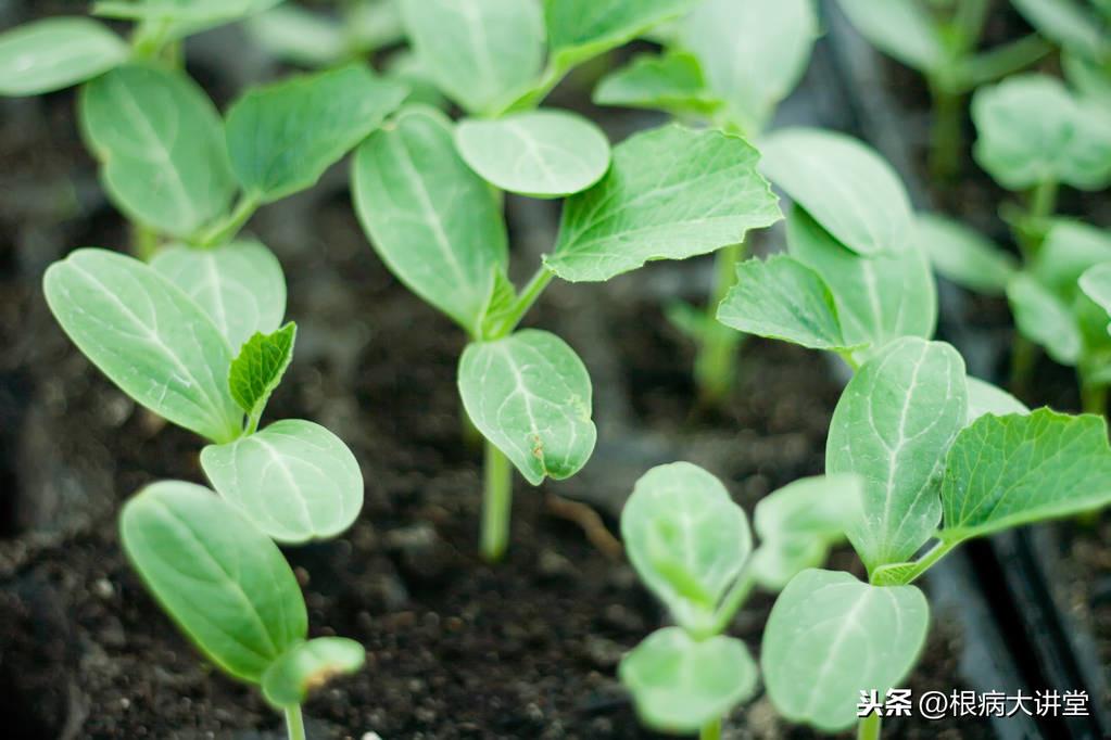 西瓜高产种植技术视频_西瓜高产种植技术视频教程_西瓜高产种植技术