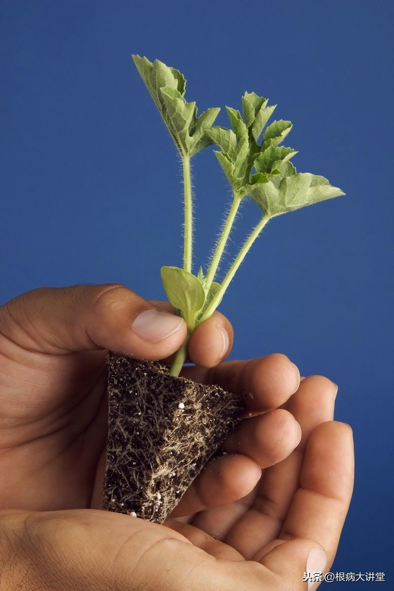 西瓜高产种植技术视频教程_西瓜高产种植技术_西瓜高产种植技术视频