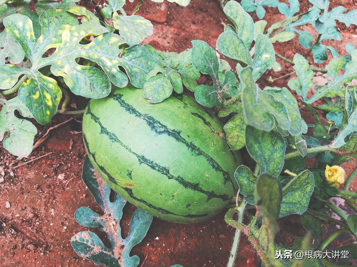 西瓜高产种植技术视频_西瓜高产种植技术_西瓜高产种植技术视频教程