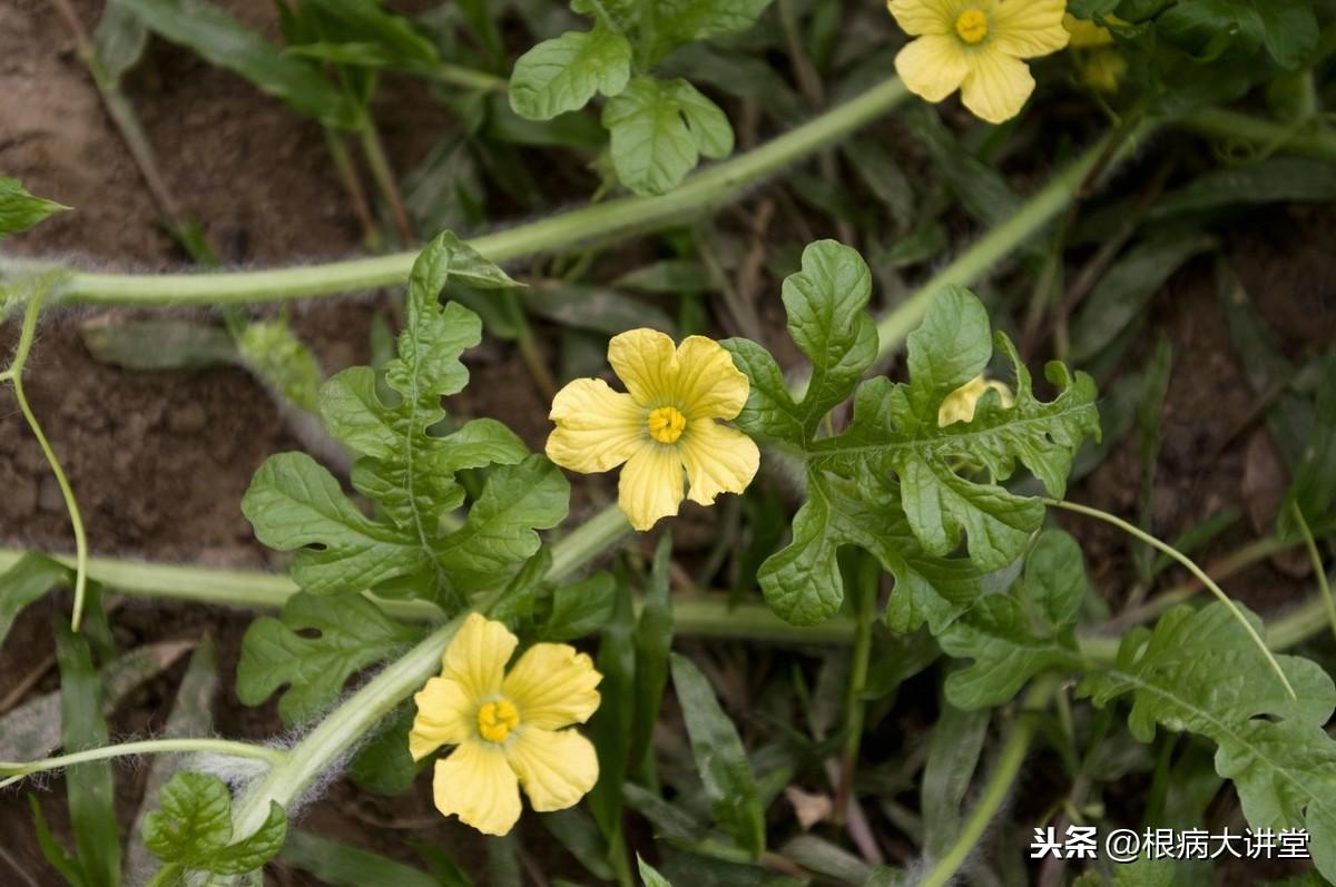 西瓜高产种植技术视频_西瓜高产种植技术视频教程_西瓜高产种植技术