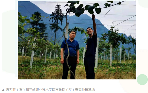 村民种植黑皮冬瓜致富_致富经种植粉根_粉树根机器挣钱吗