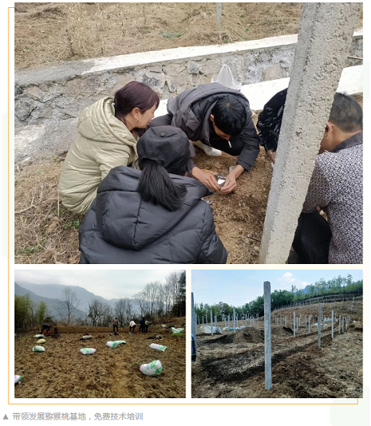 致富经种植粉根_粉树根机器挣钱吗_村民种植黑皮冬瓜致富