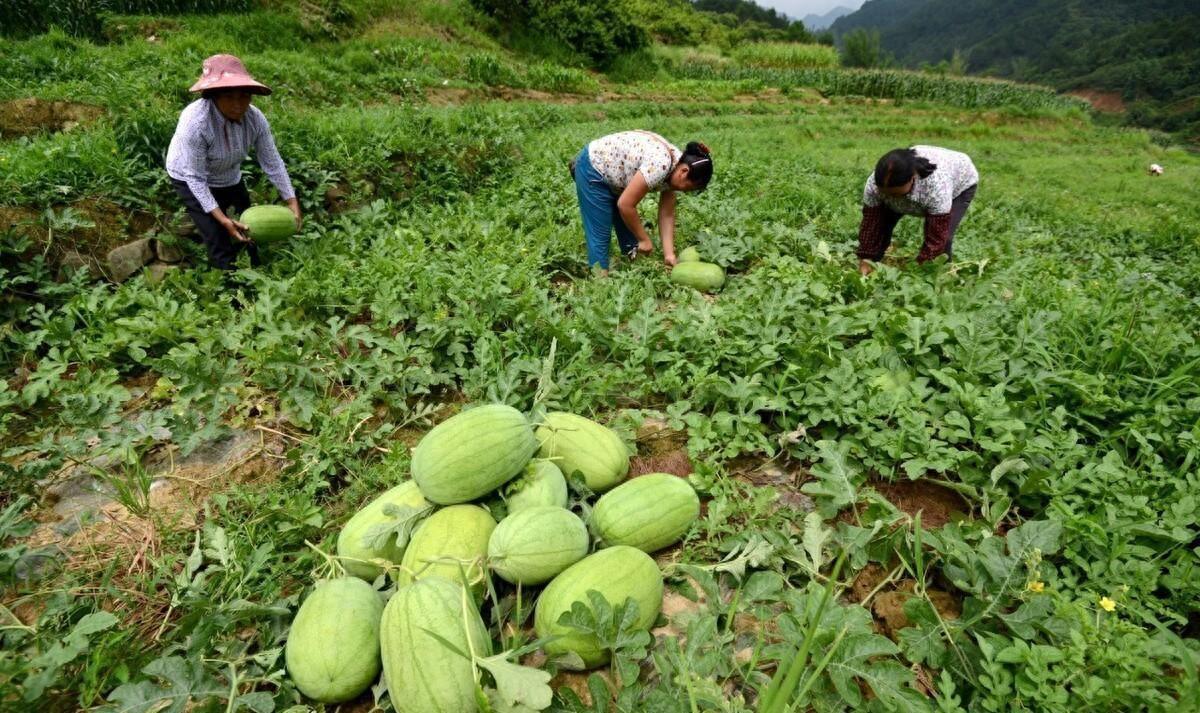 老爸一直用这个方法种植西瓜、甜瓜、地瓜等，高产好吃，卖价高