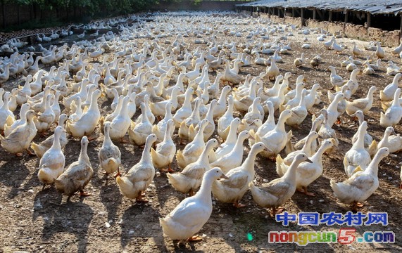 四川普照村打造山林土鸭养殖产业