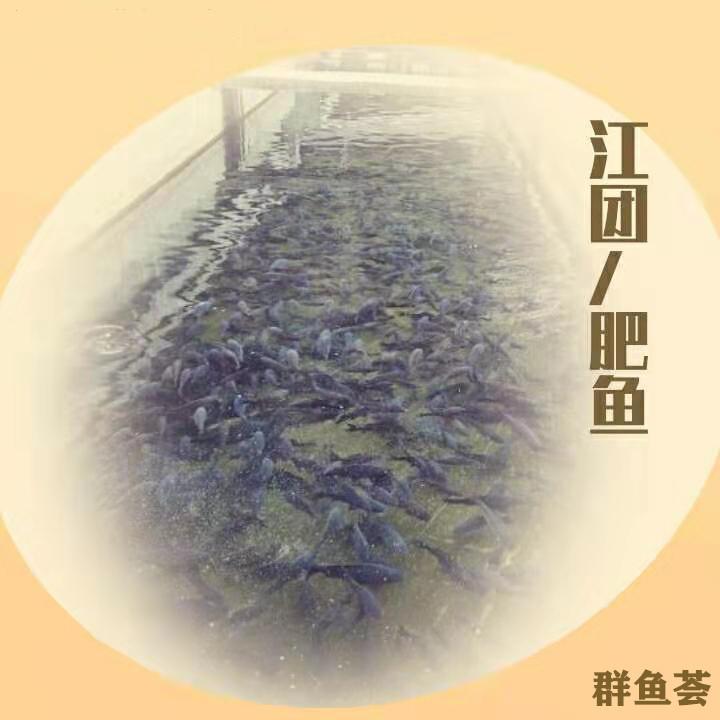 江团养殖方法