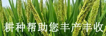 野西瓜苗是什么样子的_野西瓜种植前景_野西瓜种植技术