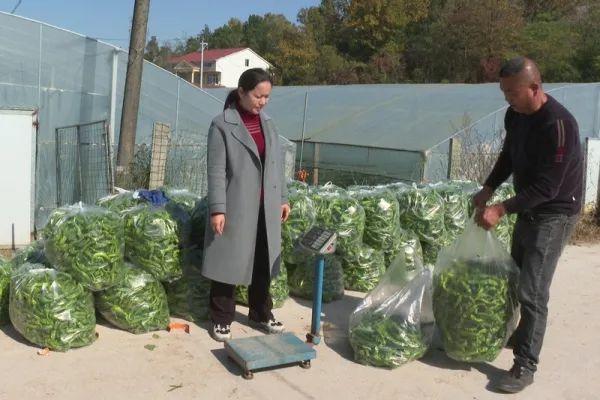 农村辣椒种植致富_致富辣椒种植农村视频_致富辣椒种植农村图片大全