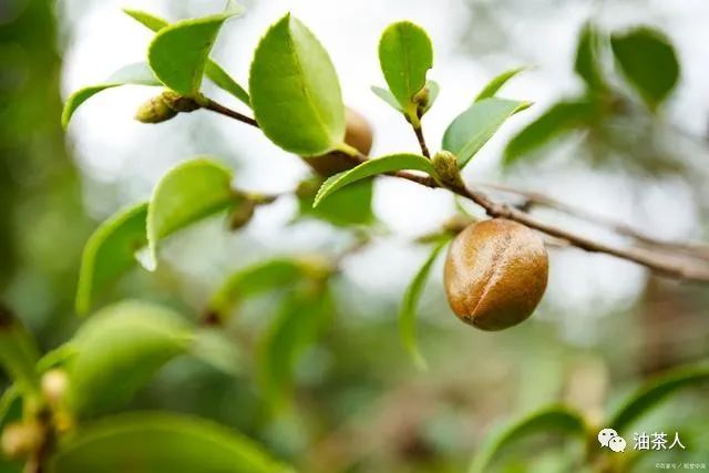 油茶树种植和栽培技术