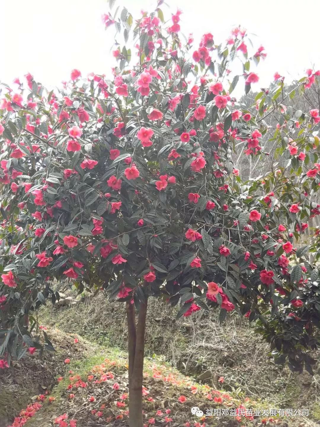 油茶的种植技术